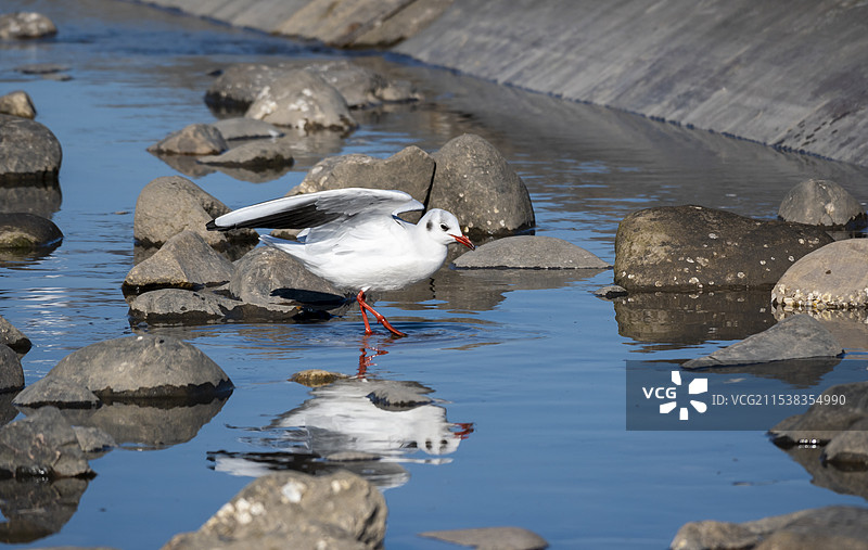 东疆湾海岸边一只站立的海鸥图片素材