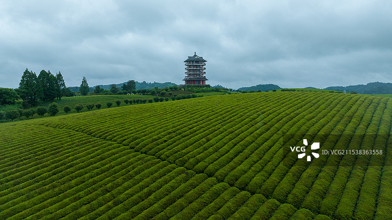 鸟瞰贵州遵义湄潭绿色茶园 块状农田错落有致图片素材