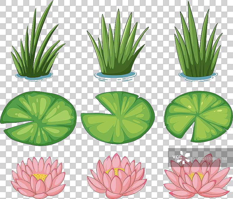 水生植物和花卉图片素材