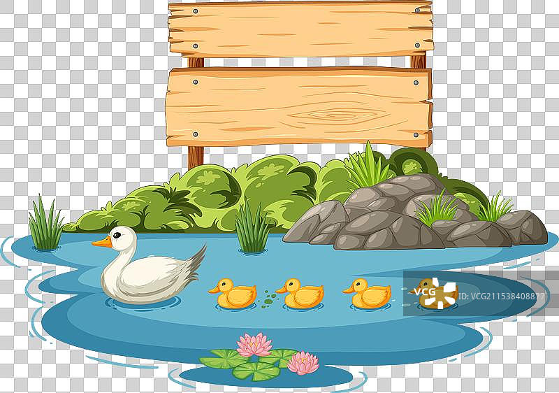 母鸭带着小鸭子在木牌旁游泳图片素材