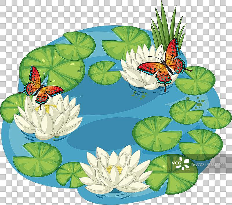五彩斑斓的蝴蝶栖息在白色的睡莲上图片素材