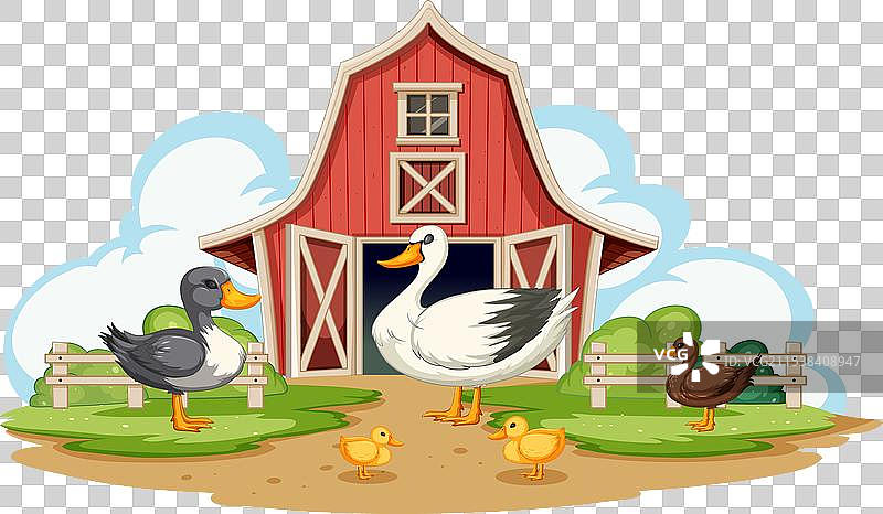红色谷仓前的鸭子和小鸭子图片素材