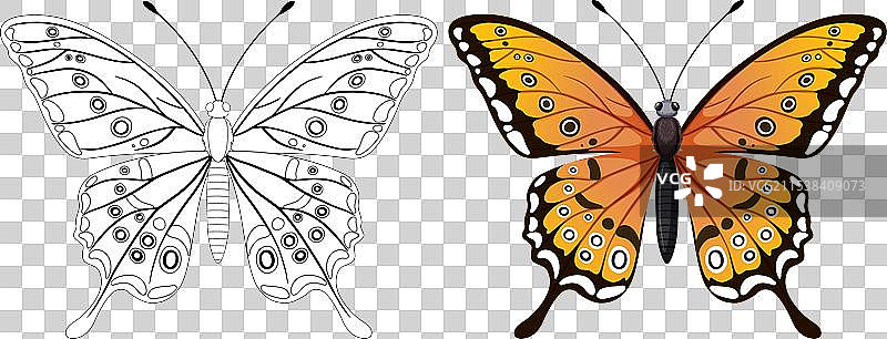 一只黑白相间和有色彩的蝴蝶图片素材