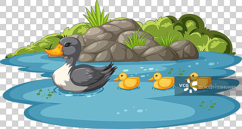 母鸭带着小鸭子在池塘里游泳图片素材