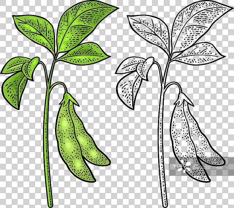 大豆植物，带有叶子和豆荚的颜色图片素材