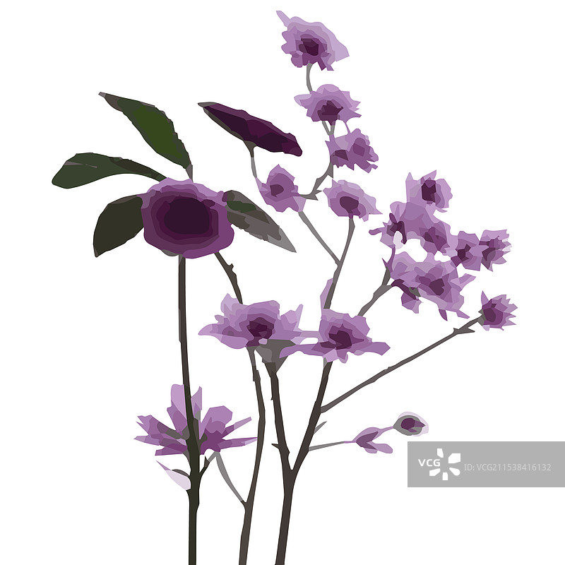手绘的紫色花朵在白色背景上图片素材