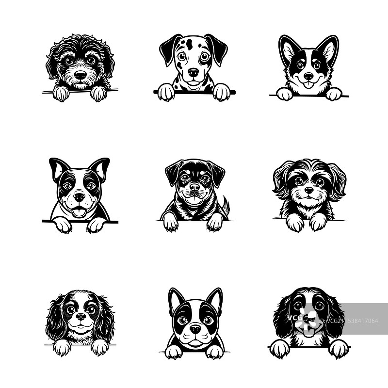 可爱的狗狗探头图像图片素材