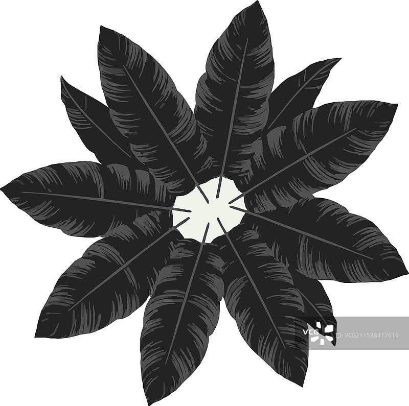 黑白色的芙蓉花枝叶图片素材