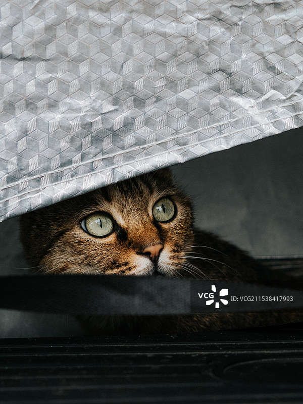 狸花猫图片素材