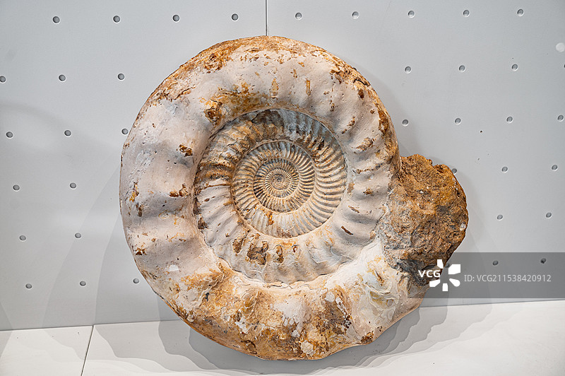 重庆自然博物馆白垩纪驰菊石化石图片素材