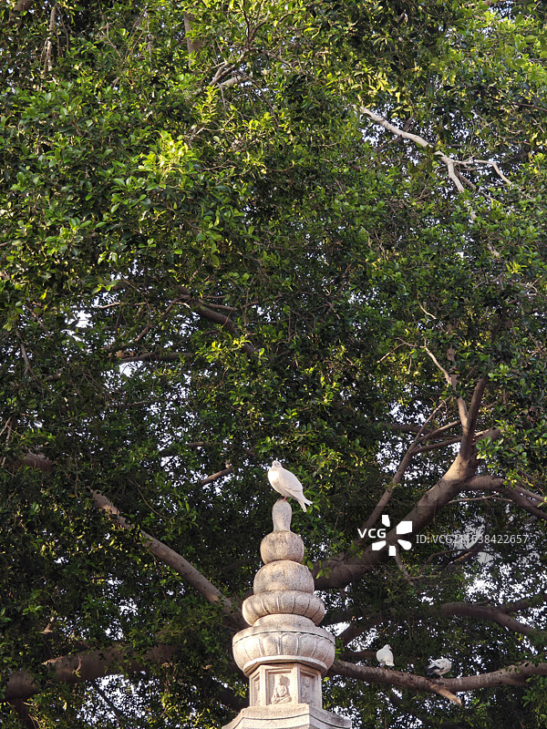 福建泉州森林背景下宗教建筑雕塑上的白鸽图片素材