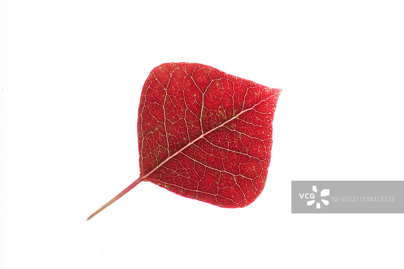 代表秋天的一片红叶（乌桕叶）图片素材