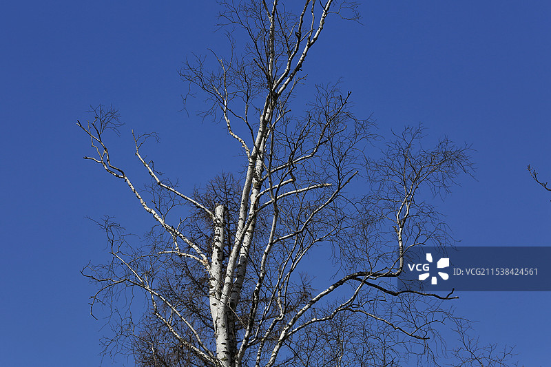 早春晴空下的白桦树图片素材