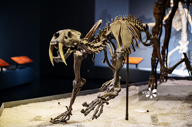 重庆自然博物馆更新世致命刃齿虎化石模型图片素材