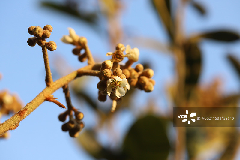 冬天，枇杷树开花了图片素材