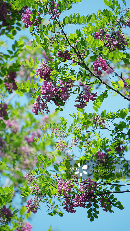 香花槐图片素材