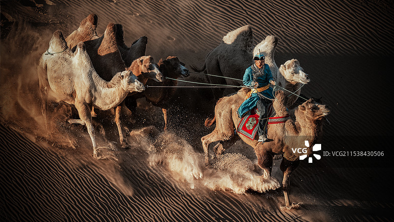 奈曼旗沙漠骆驼图片素材
