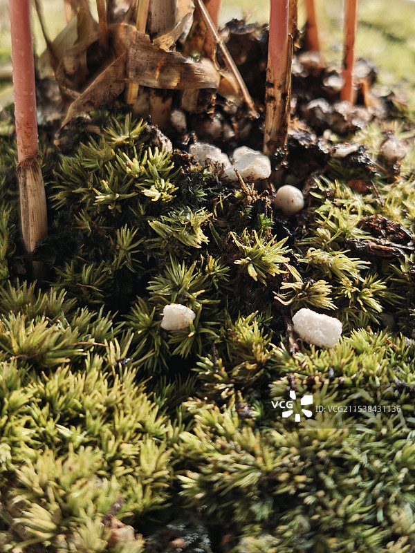 微观世界苔藓图片素材