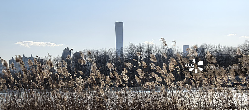 朝阳公园远眺中国尊芦花北京朝阳公园图片素材