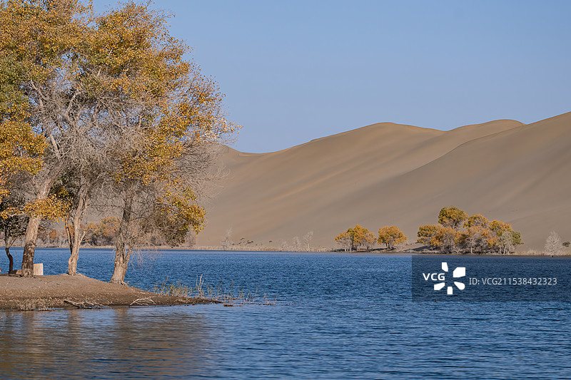 新疆巴州罗布湖塔塔秘境沙漠水上胡杨林图片素材