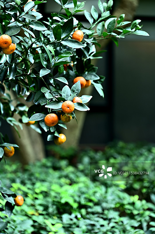 阳光下的金橘树上累累果实图片素材