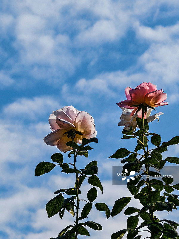 广州动物园的玫瑰花图片素材
