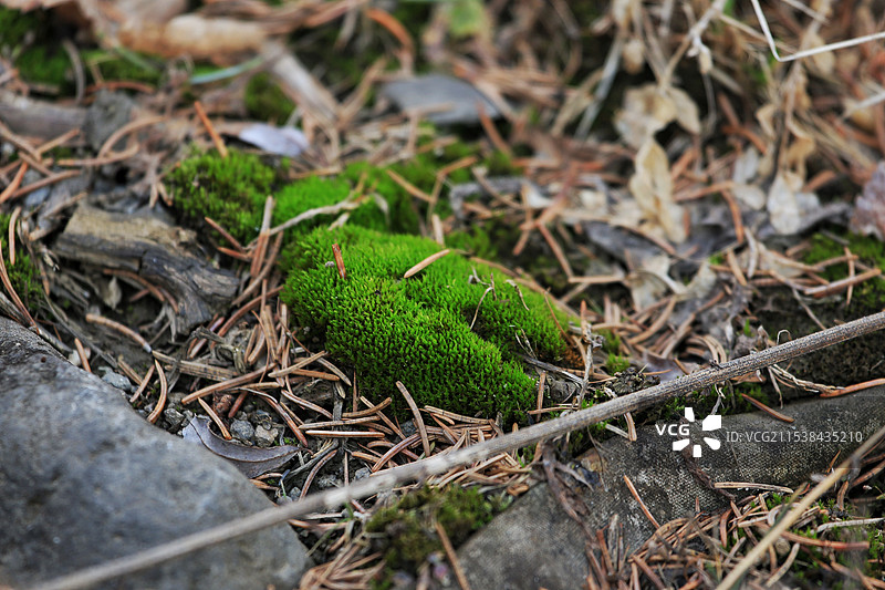 长白山生长林下岩石上的苔藓植物图片素材