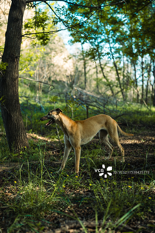 站在森林里的狗的侧视图图片素材