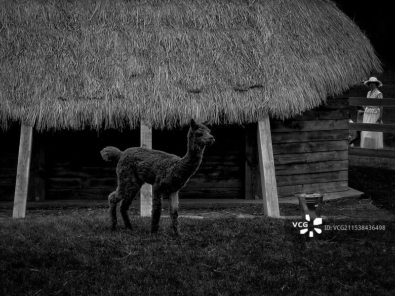 牧场羊羔图片素材