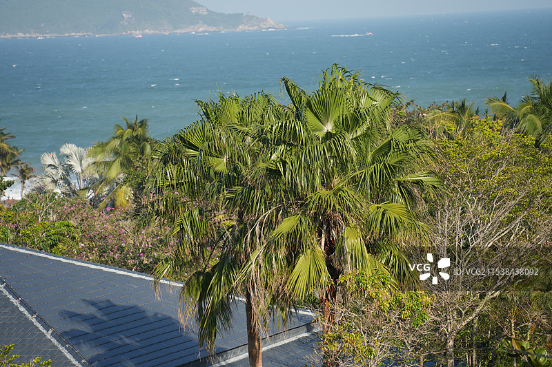 三亚市椰树椰果椰梦长廊图片素材