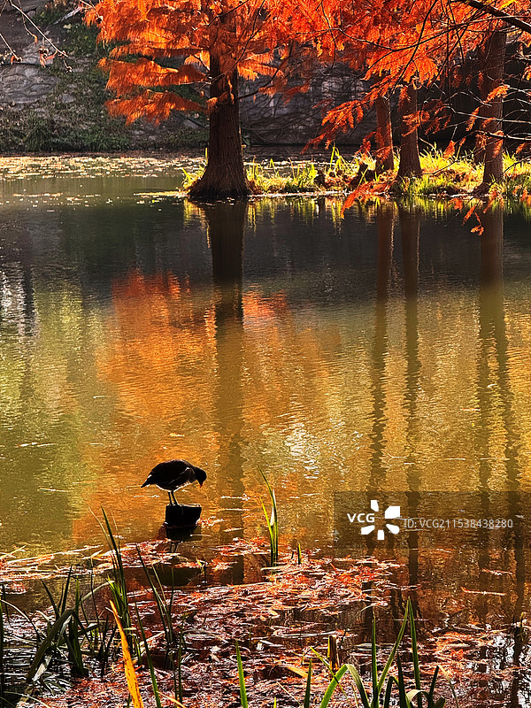 孤独的小鸭图片素材