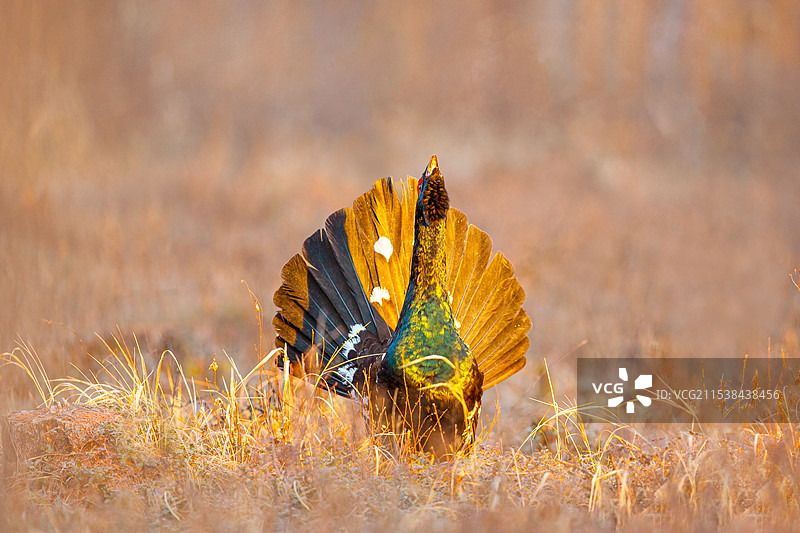 丛林深处的呼唤 . 黑嘴松鸡图片素材