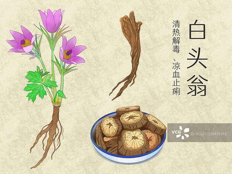 手绘水彩中药药材白头翁插画图片素材