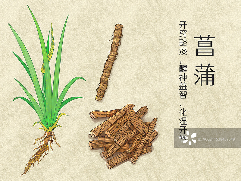 手绘水彩中药药材菖蒲插画图片素材