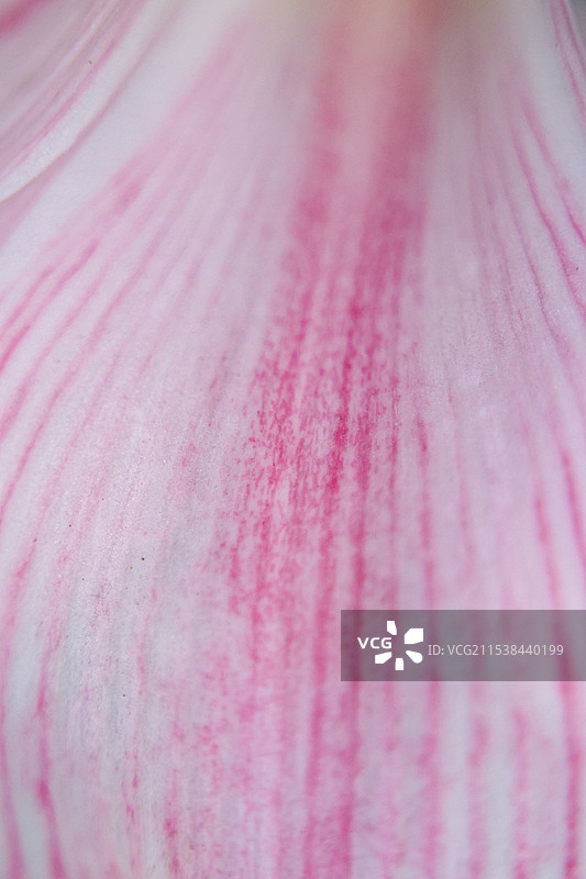 天台绽放的朱顶红……图片素材