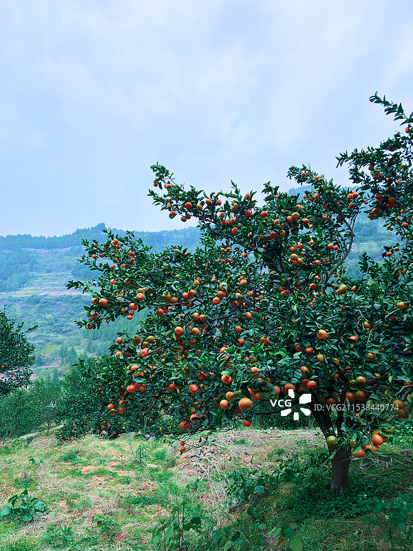 桔树图片素材