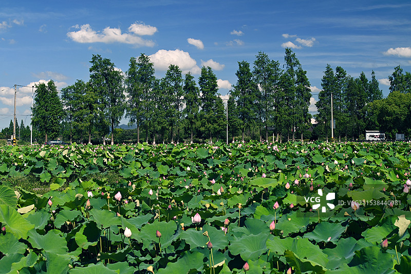 走马塘荷花池无蓝天白云的对比图图片素材