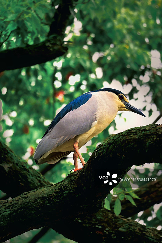 树枝上夜鹭的特写镜头图片素材