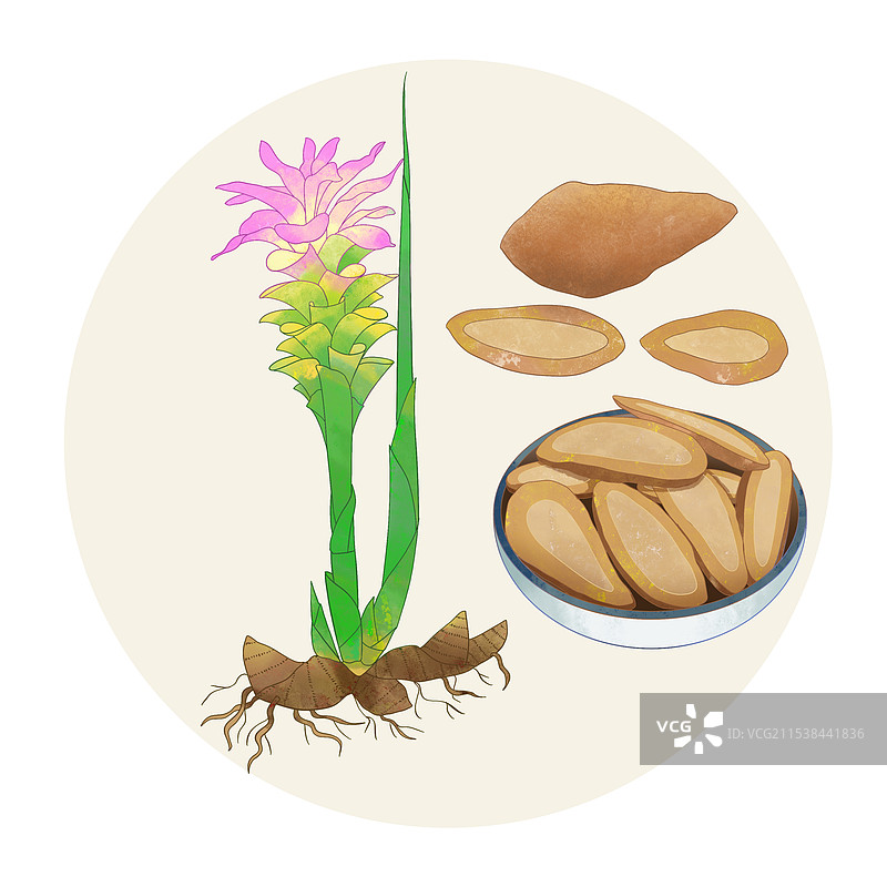 手绘水彩中药药材郁金图片素材