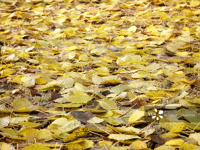 萧萧渐积，纷纷犹坠，门荒径悄图片素材