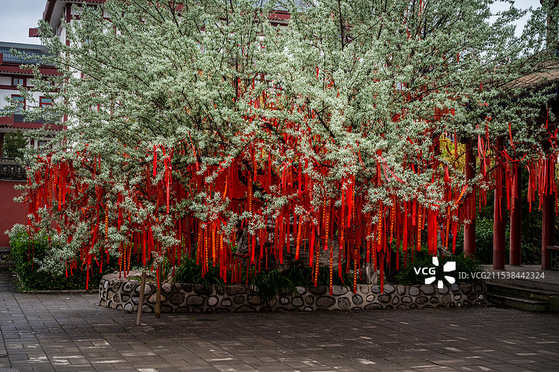 树上悬挂的彩带图片素材