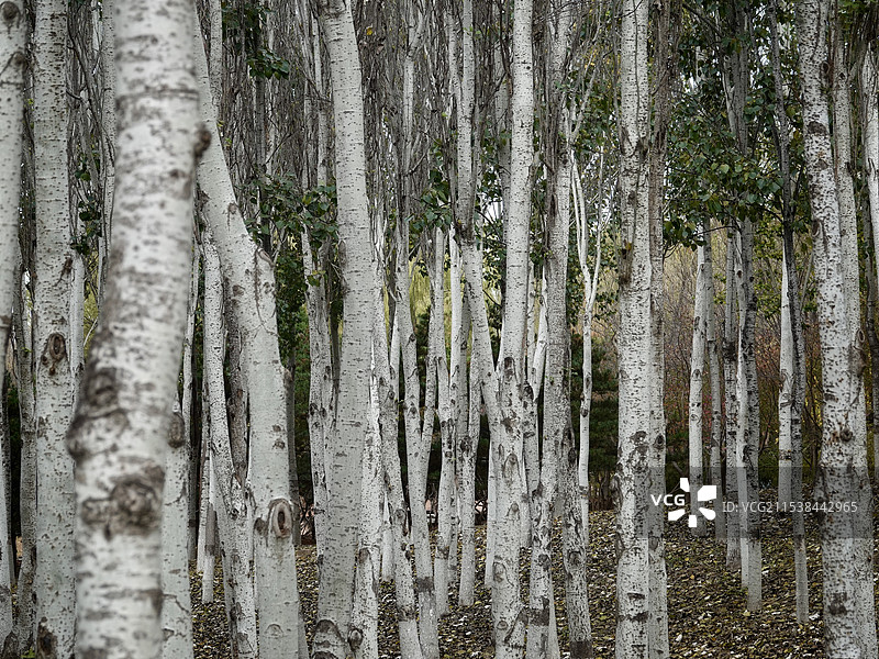 深秋时节的白桦林图片素材