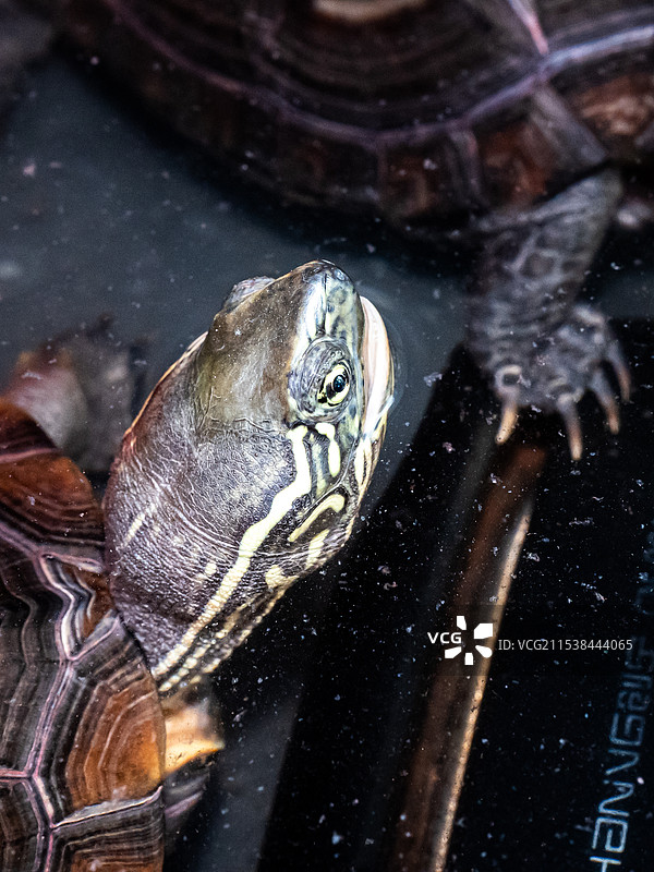 乌龟的特写 草龟图片素材