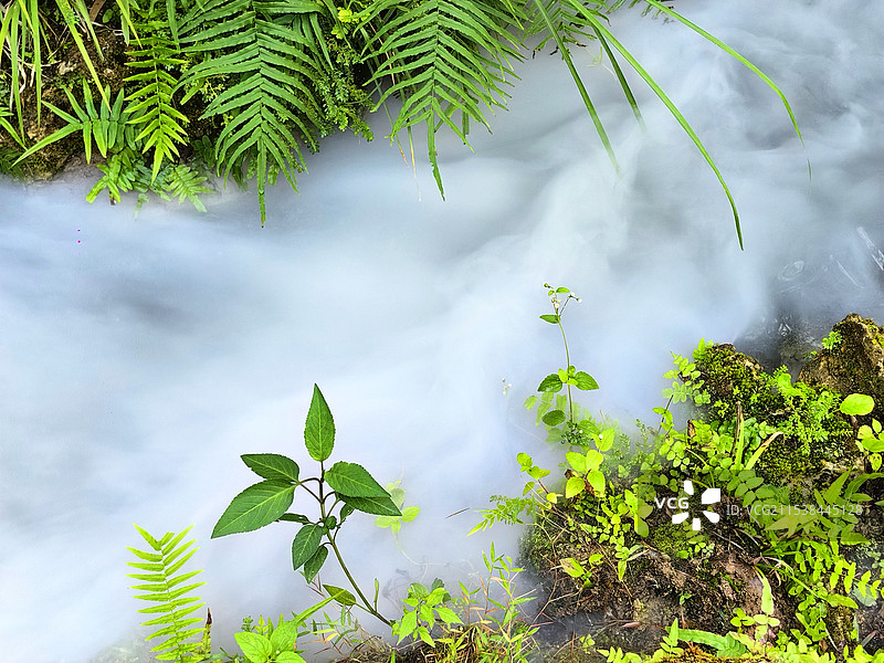冬天的绿植（广州羲园）图片素材