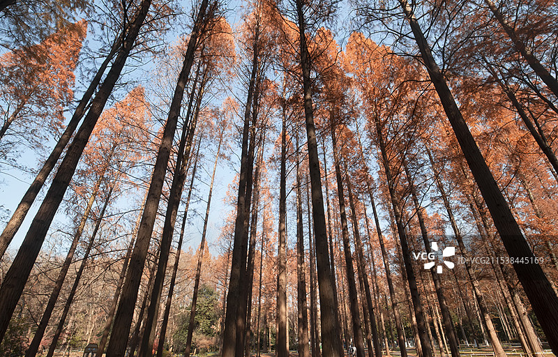 南京中山植物园冬季水杉林风景图片素材