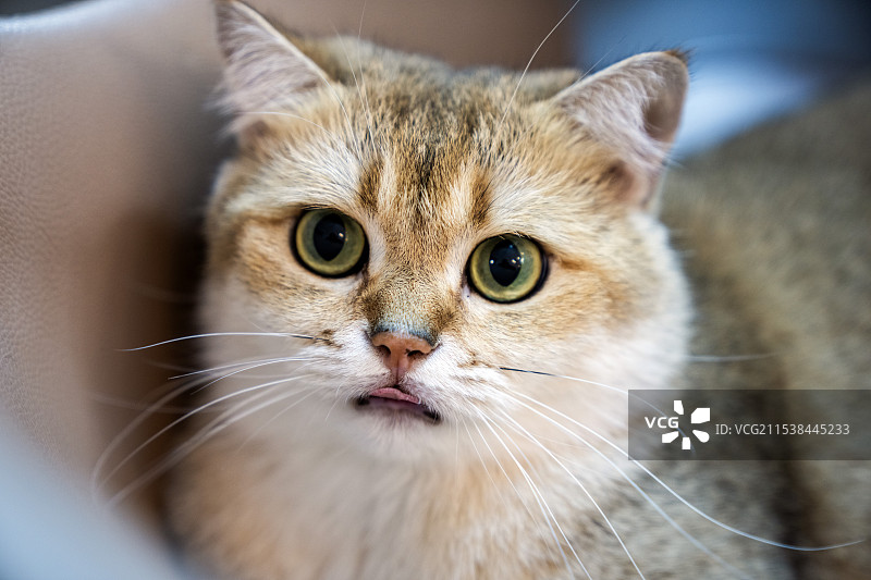 家养美国圆头宠物猫室内特写图片素材