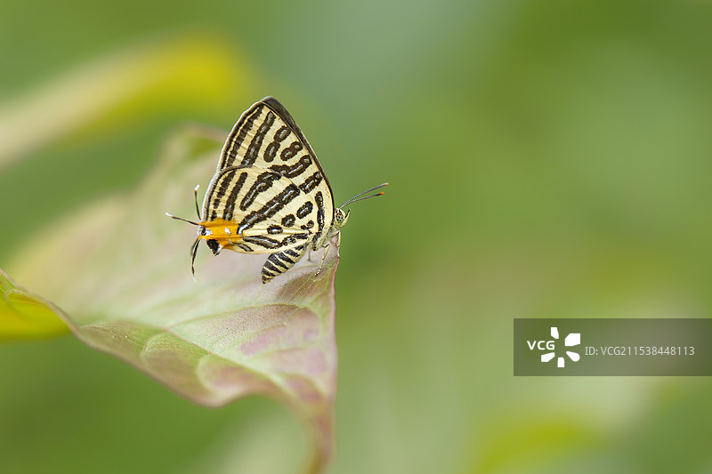 叶子上有尾突的小灰蝶图片素材