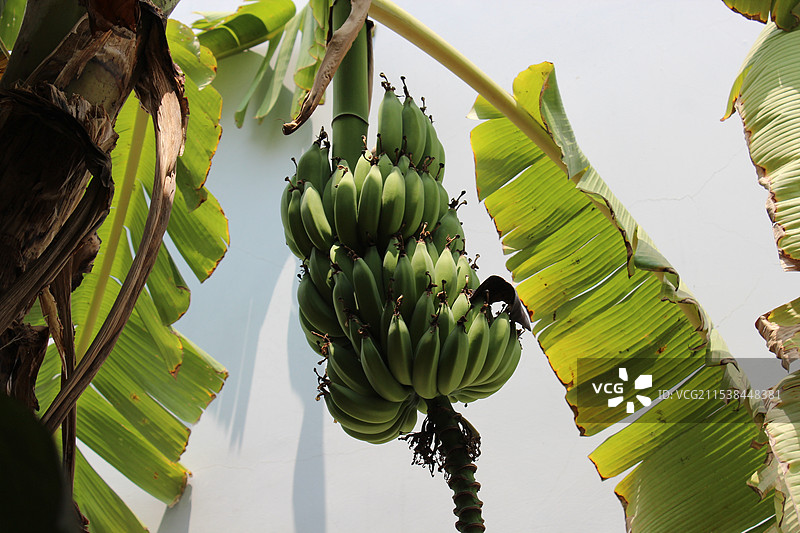 香蕉树图片素材