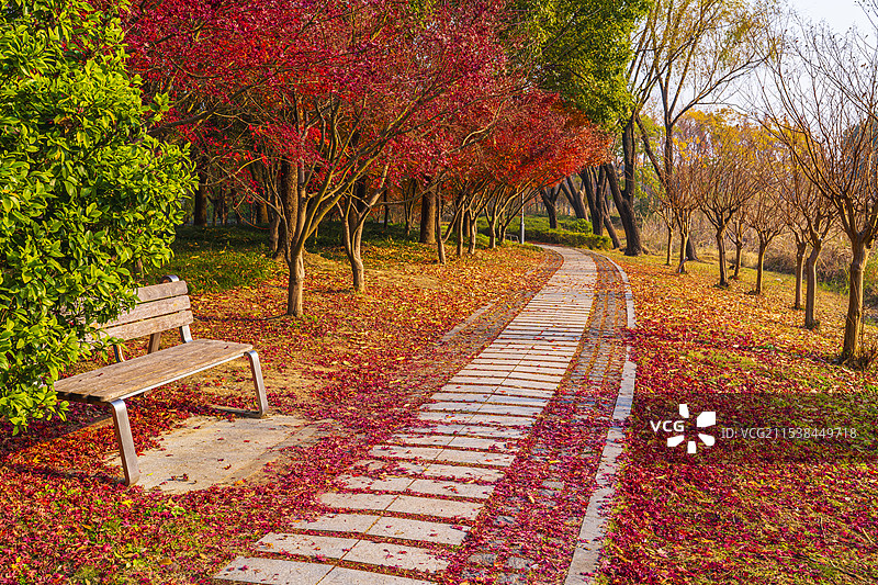 初冬时节落满枫叶的小径图片素材