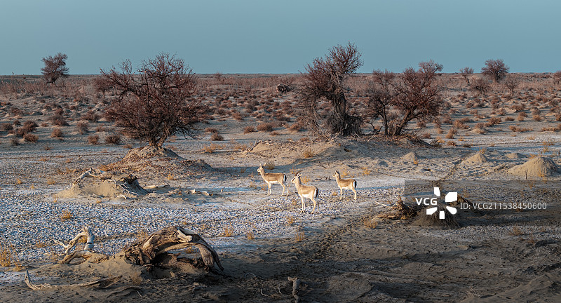 鹅喉羚黄羊图片素材